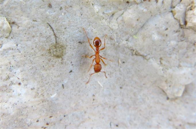 Temnothorax ID